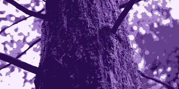 Planter des arbres ou l'avènement de la pensée magique